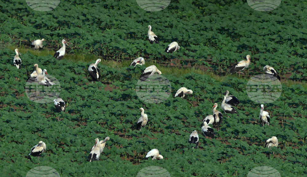 Село Брестовене - птици