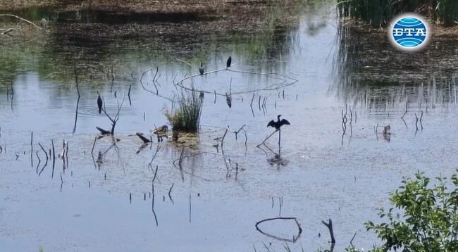 Изместване на чапловата колония в река Арда в центъра на Кърджали наблюдават експертите през настоящата година