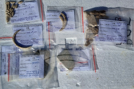 Варна - археология - Варненски некропол - разкопки