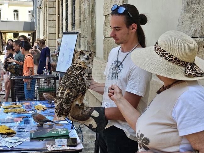 Русе - Регионален исторически музей - птици