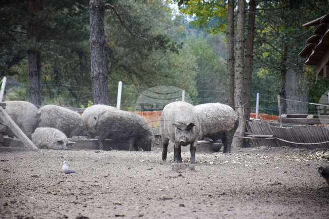 До 19 септември свиневъдите могат да подават заявления за втори транш за угояване на прасета, съобщиха от Държавен фонд "Земеделие"