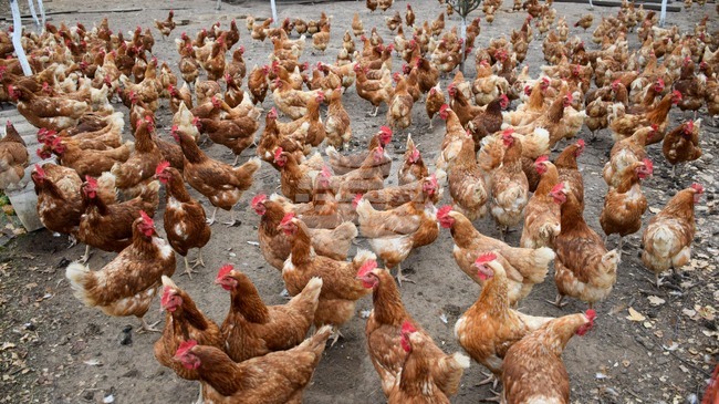 Обезщетения за унищожени животни и пчелни кошери заради природни бедствия през 2025 г. и средства за развъдни асоциации и хуманно отношение към животните одобри ДФЗ