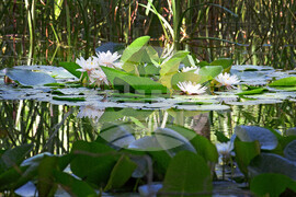 Варна - Природен парк "Златни пясъци" - лилии