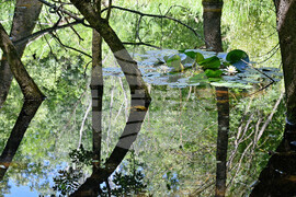 Варна - Природен парк "Златни пясъци" - лилии