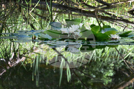 Варна - Природен парк "Златни пясъци" - лилии