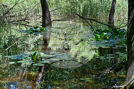 Варна - Природен парк "Златни пясъци" - лилии