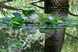 Варна - Природен парк "Златни пясъци" - лилии