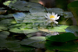 Варна - Природен парк "Златни пясъци" - лилии