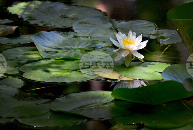 Варна - Природен парк "Златни пясъци" - лилии