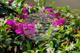 Италия - Рим - избори за Народно събрание и за Европейски парламент - гласуване на българи