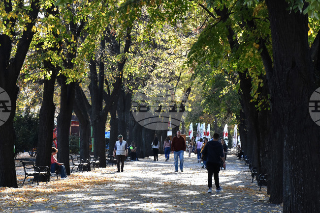 Община Видин организира засаждане на нови дървета в Крайдунавския парк