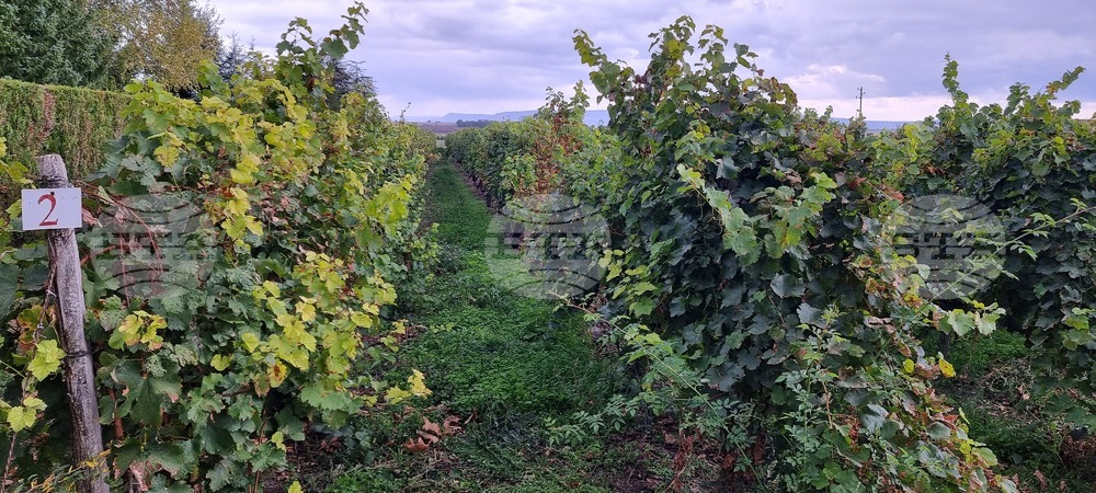 От днес до 15 юни гроздопроизводителите могат да кандидатстват за застраховане на винени лозя