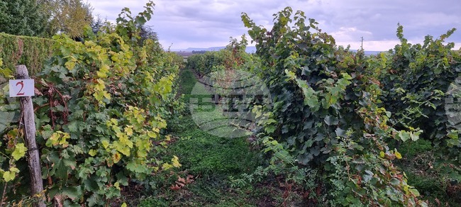 От днес до 15 юни гроздопроизводителите могат да кандидатстват за застраховане на винени лозя