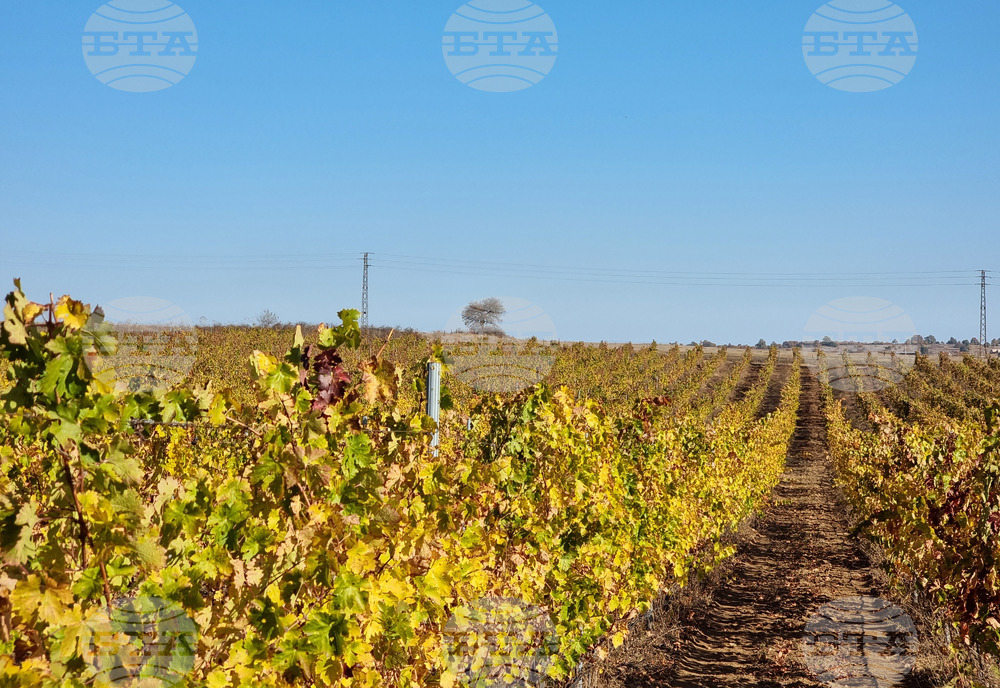 Vine Growers Protest Government's Disregard for Their Woes