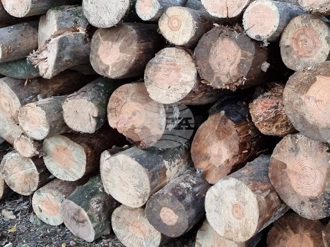 В Кюстендил започва изготвянето на списъци за продажба на дърва за огрев за лични нужди