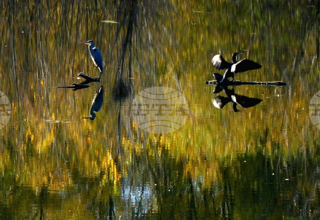 Панчарево - природа 