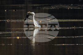 Панчарево  - природа - птици