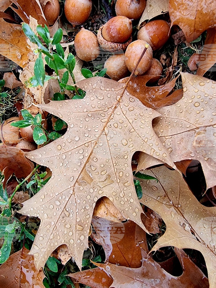 Weather Forecast: Nov. 8