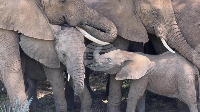 Кения отчита увеличение на популациите на слонове и носорози