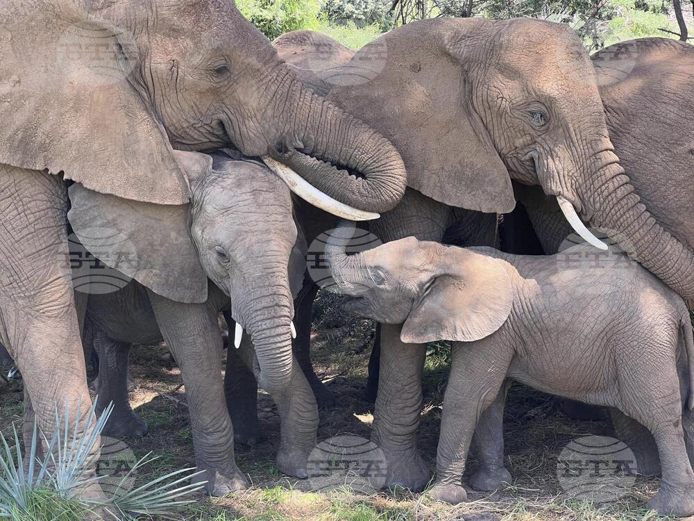 Кения отчита увеличение на популациите на слонове и носорози