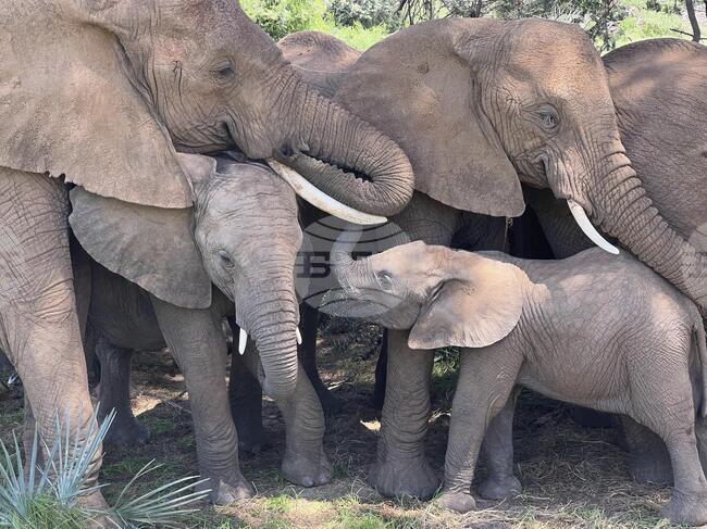Кения отчита увеличение на популациите на слонове и носорози