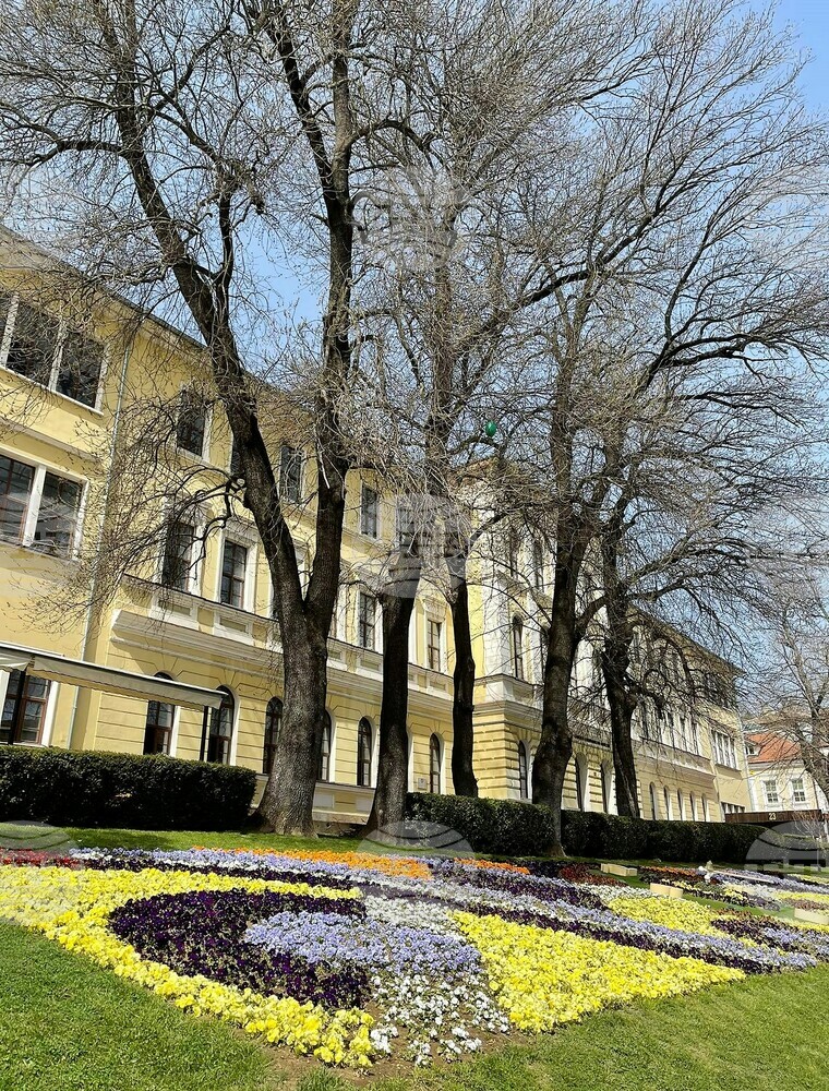 Близо 900 са новозасадените дървета и храсти във Велико Търново през тази година