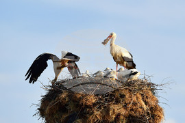 Село Малко Йонково - щъркели - любопитно