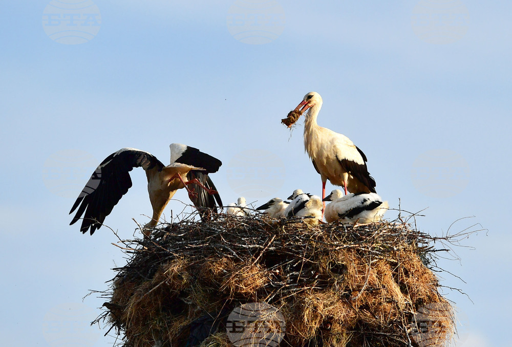 Село Малко Йонково - щъркели - любопитно