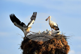 Село Малко Йонково - щъркели - любопитно