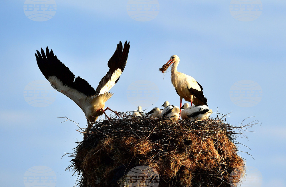 Село Малко Йонково - щъркели - любопитно