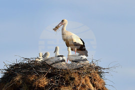 Село Малко Йонково - щъркели - любопитно