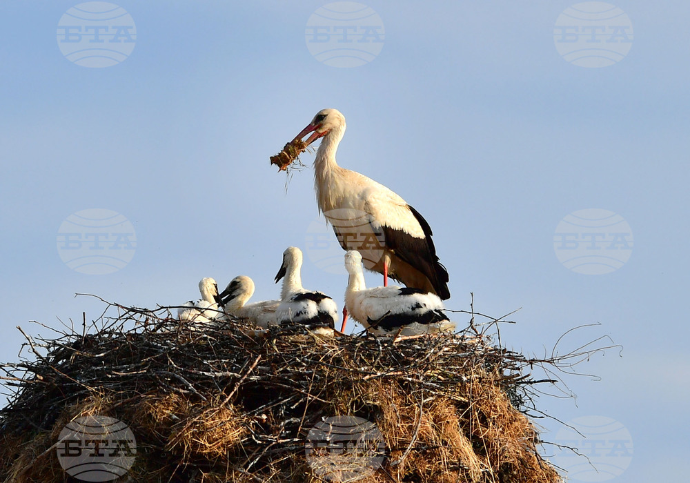 Село Малко Йонково - щъркели - любопитно