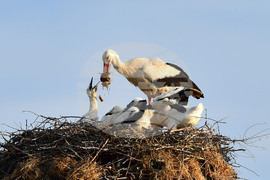 Село Малко Йонково - щъркели - любопитно