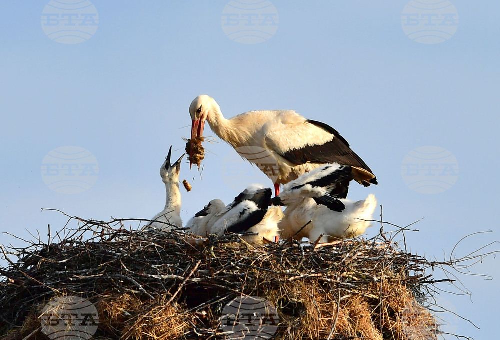 Село Малко Йонково - щъркели - любопитно