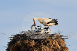 Село Малко Йонково - щъркели - любопитно
