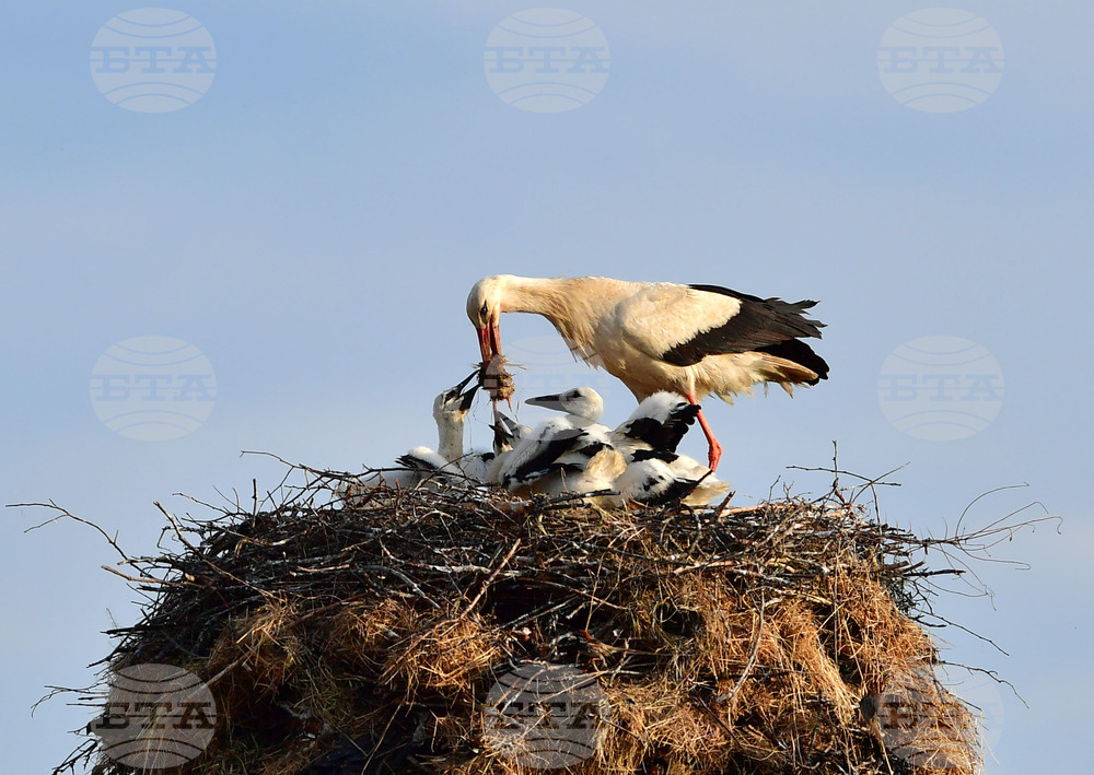 Село Малко Йонково - щъркели - любопитно