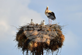 Село Малко Йонково - щъркели - любопитно