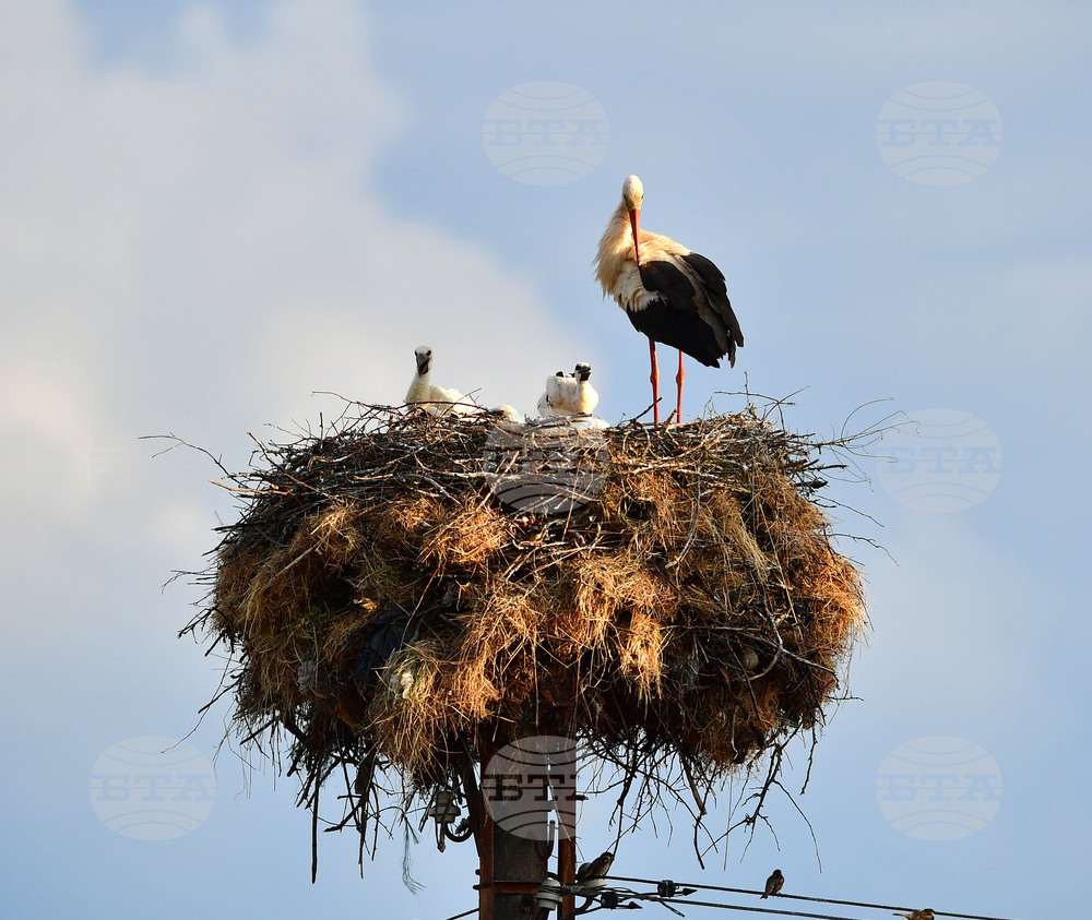 Село Малко Йонково - щъркели - любопитно