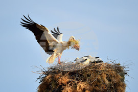 Село Малко Йонково - щъркели - любопитно