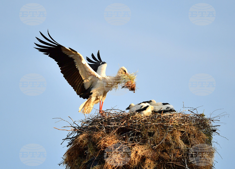 Село Малко Йонково - щъркели - любопитно