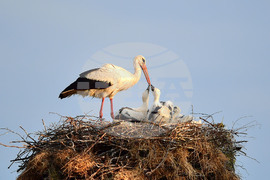 Село Малко Йонково - щъркели - любопитно