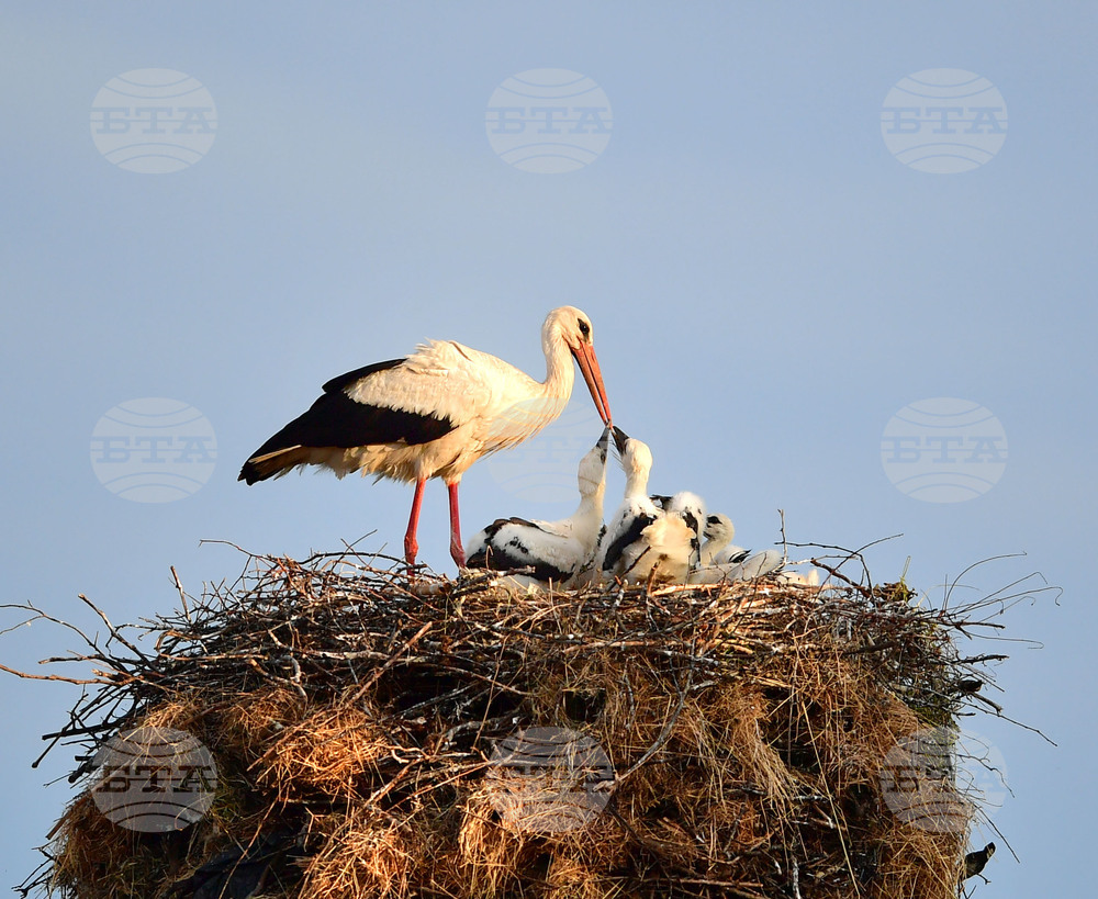 Село Малко Йонково - щъркели - любопитно