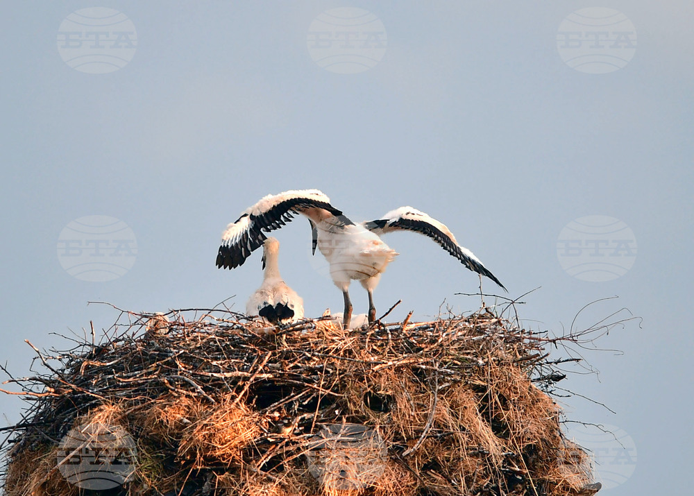 Село Малко Йонково - щъркели - любопитно