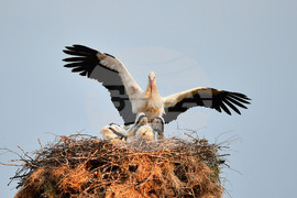 Село Малко Йонково - щъркели - любопитно