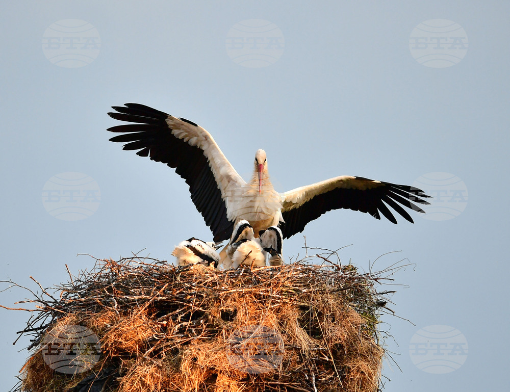 Село Малко Йонково - щъркели - любопитно