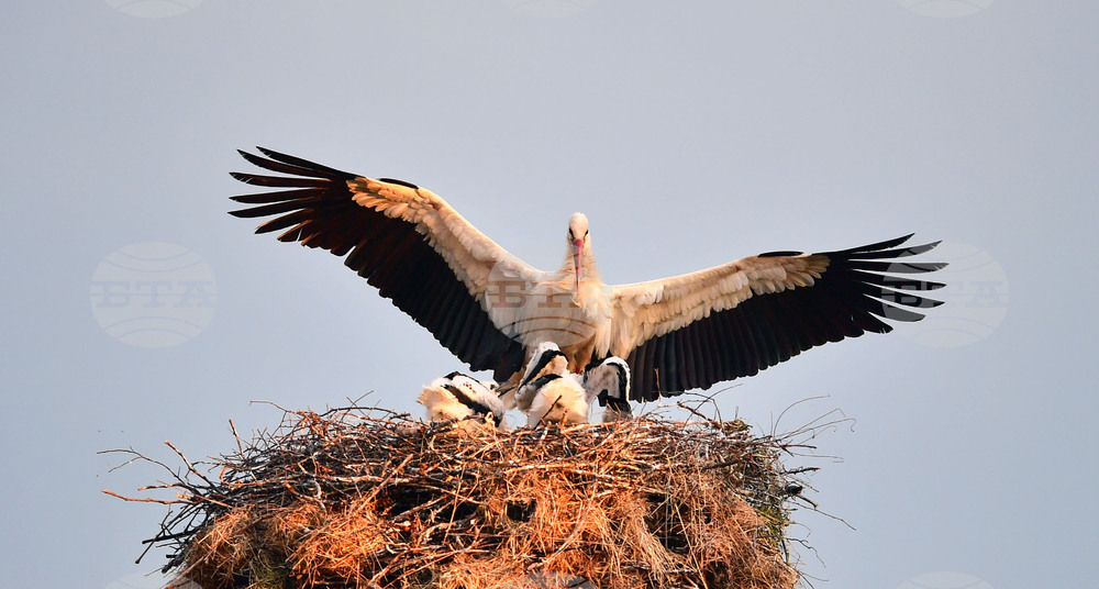 Село Малко Йонково - щъркели - любопитно