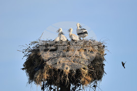 Село Малко Йонково - щъркели - любопитно