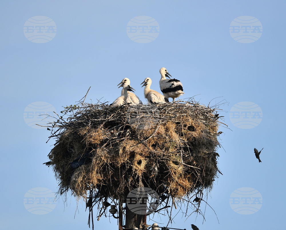 Село Малко Йонково - щъркели - любопитно