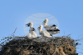 Село Малко Йонково - щъркели - любопитно