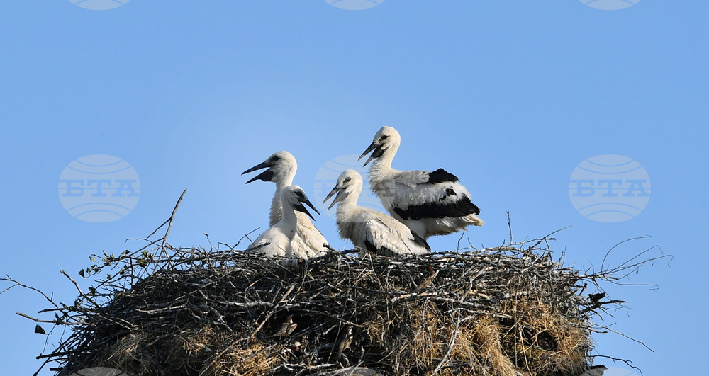Село Малко Йонково - щъркели - любопитно